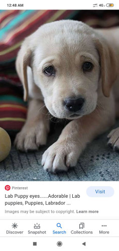 25 days old labrador