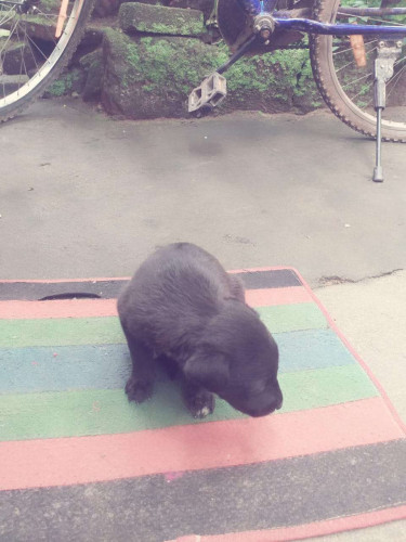 Cute puppy