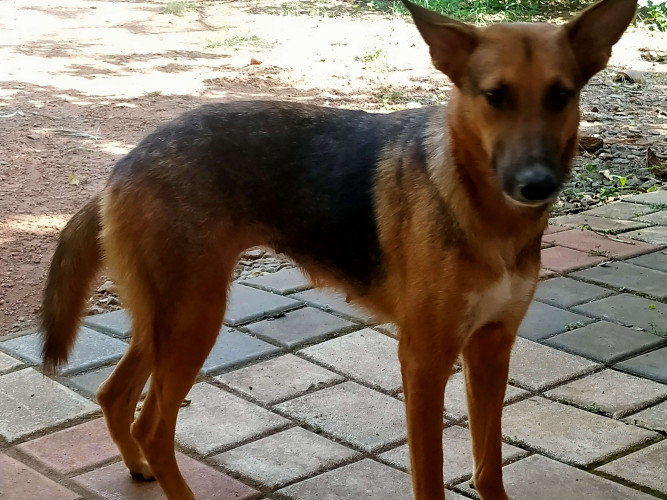 German shepherd (ALSATIAN) dog