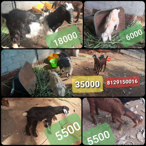 Goats - Combo of 4