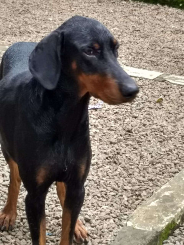 Doberman