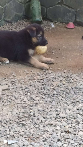 German Shepard puppies female 35 days of agd