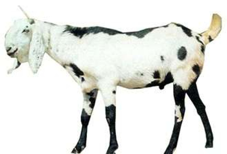 GOAT FOR SALE 