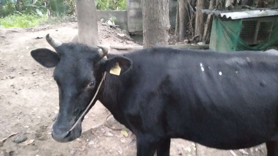 pasukidavu