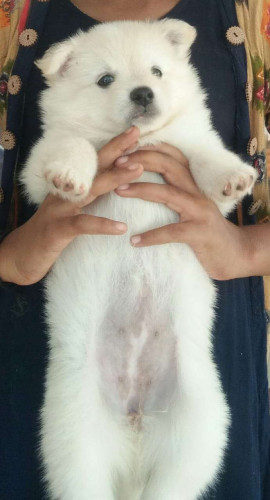 Mini pom 