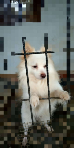 Pomeranian dog