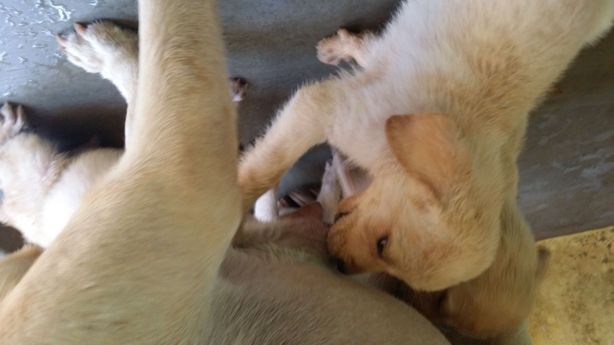 Lab Puppies 40 days