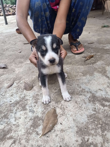 Puppy for sale