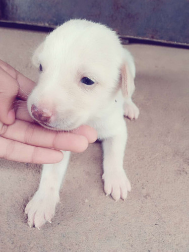 White puppy