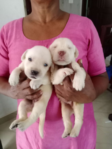 High quality labrador puppies for sale