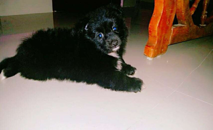 Mini pom  puppies 4 sale