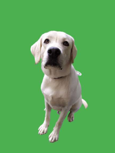 Labrador dog white 11 month old (Male)