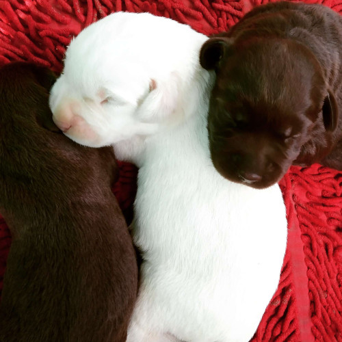 Labrador