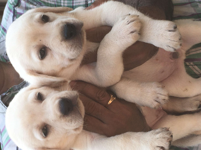 Good quality Labrador puppy