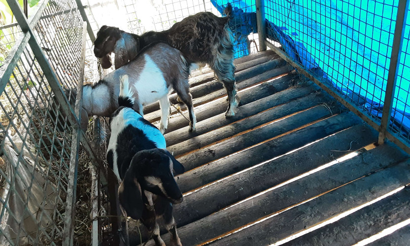 Goat for sale
