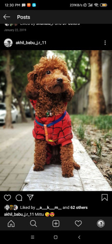 teddy poodle puppies