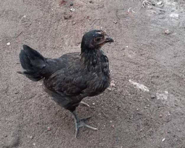 gramasree chicken