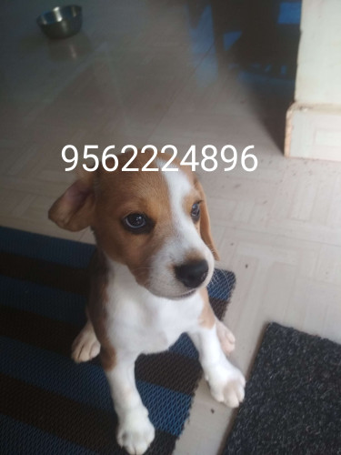 Beagle puppy