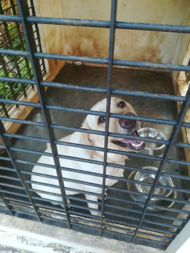 Female Labrador 