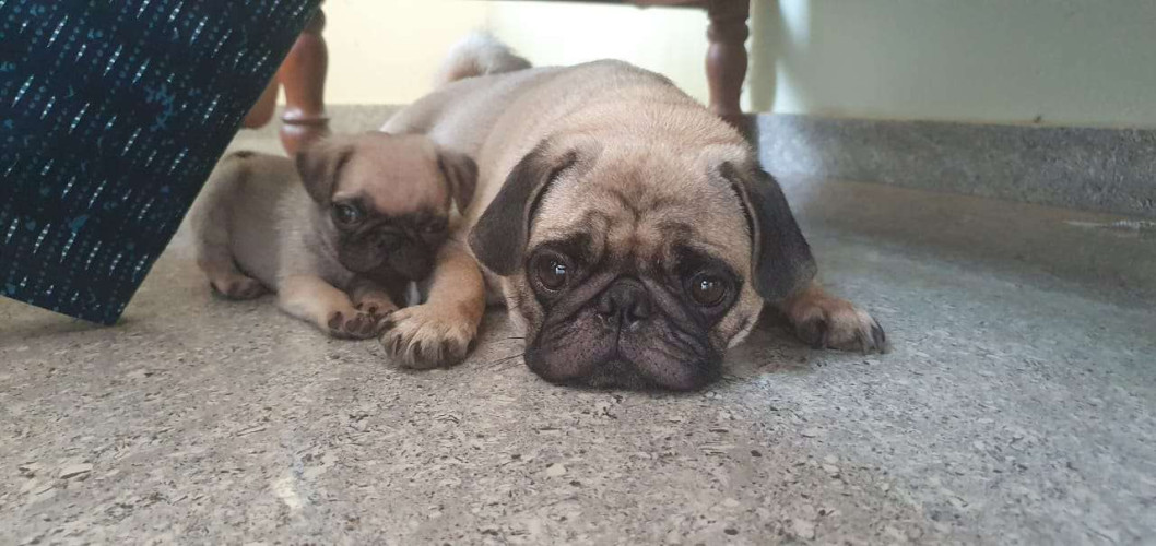 Pug Pups looking for owners ( Vaccination & Deworming done )