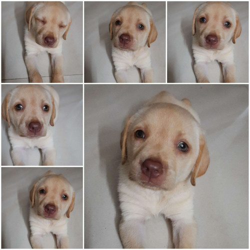 Labrador dog