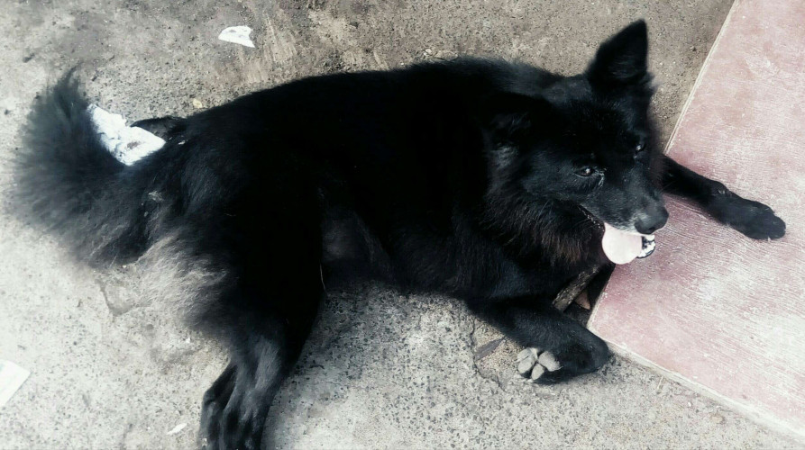 Adult pom for sale
