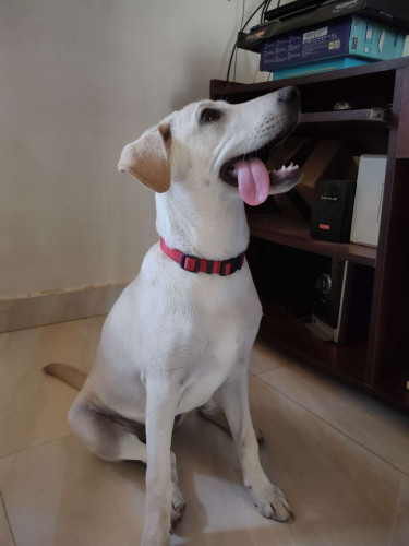Labrador 