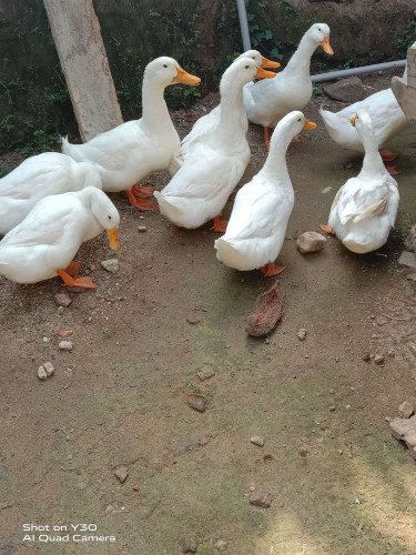 vigova ducks broyilar