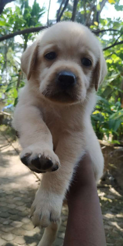 Cute Labrador puppy(48 days)