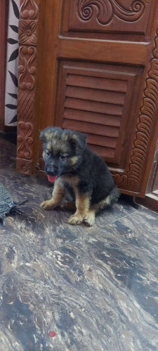 Germanship puppies