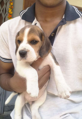 Beagle Puppies