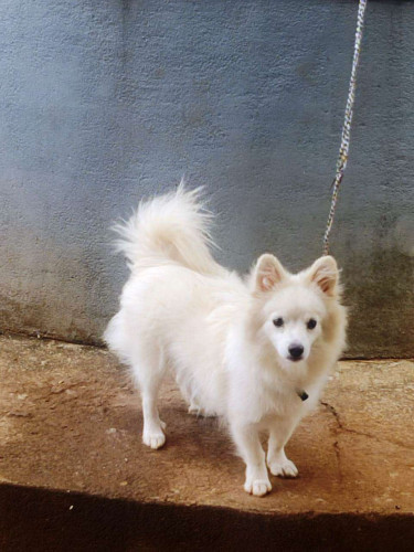10 months old pomeranian puppy with cage