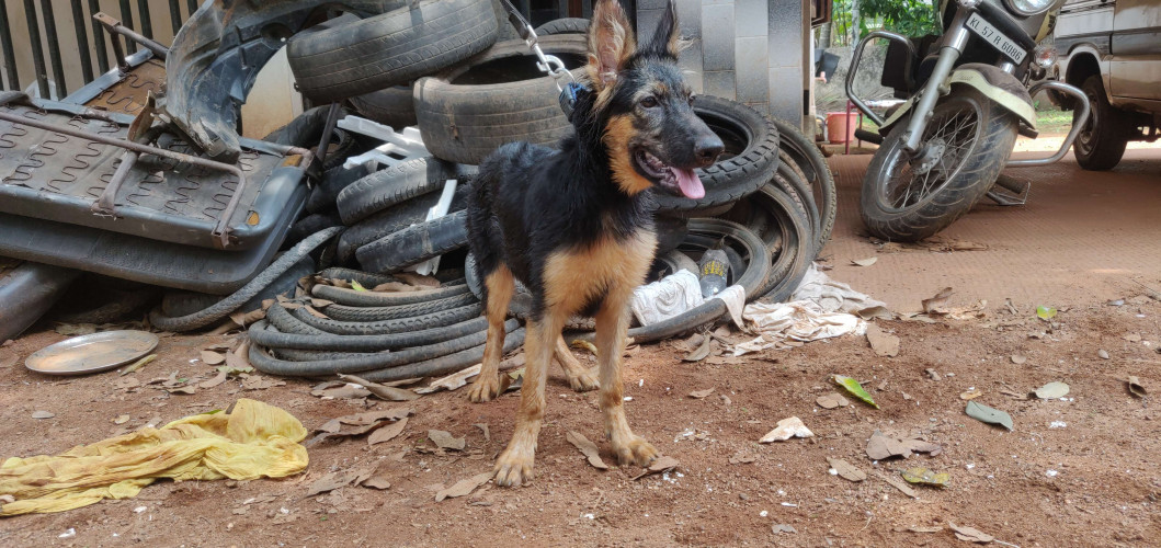 German shepherd 4 months old female short coat