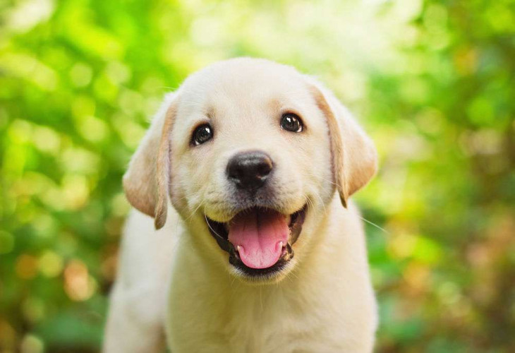 Labrador White 2 months old