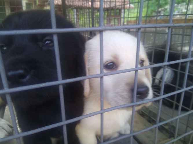 puppies sale