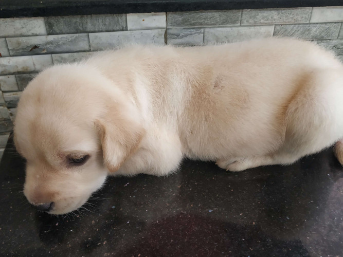 Lab puppy