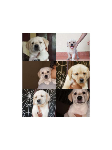Good quality labrador puppies for sale