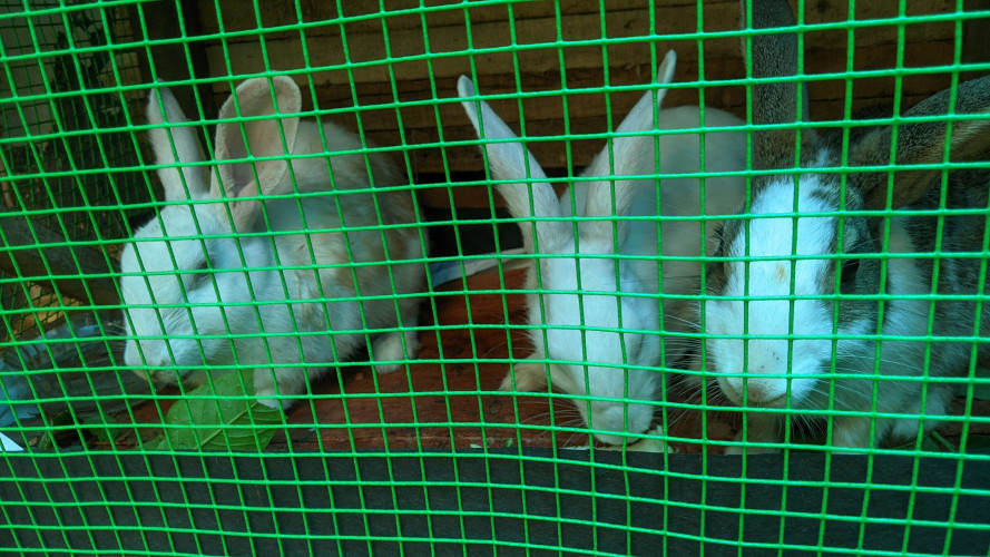 Rabbit 7months old 