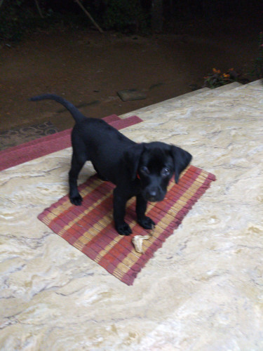 Laberdog