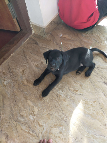 Laberdog