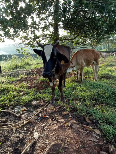 Cows for sale