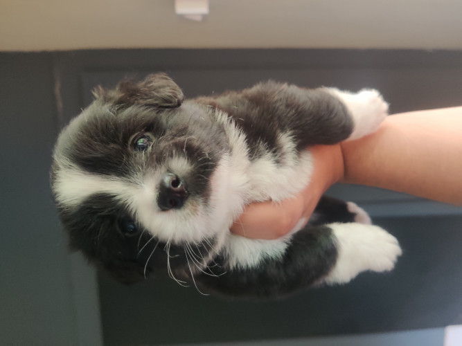 Lhasa apso puppies