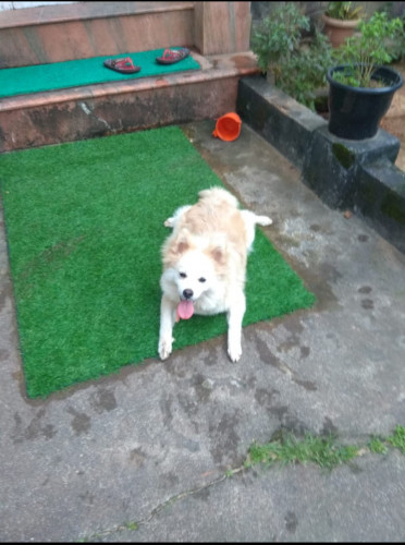 Pomeranian for sale