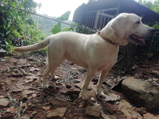 LABRADOR