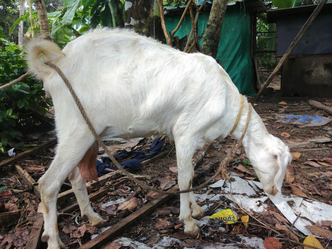White goat