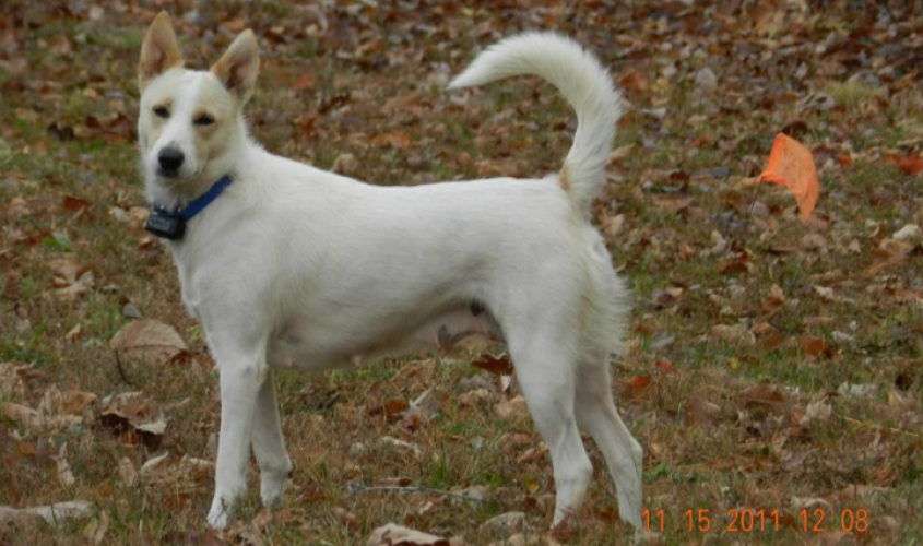 Dog