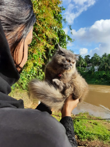 Persian cat