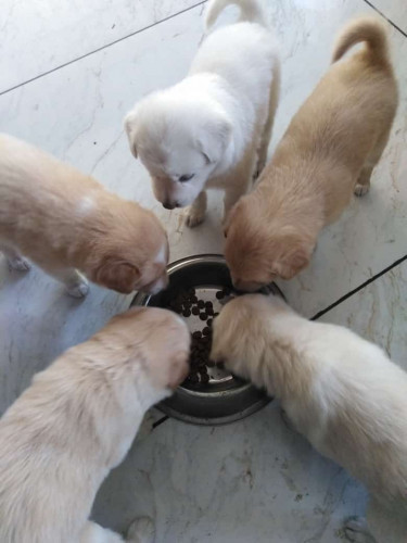 Puppies for sale