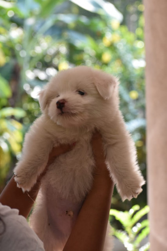 Lhasa Apso puppies