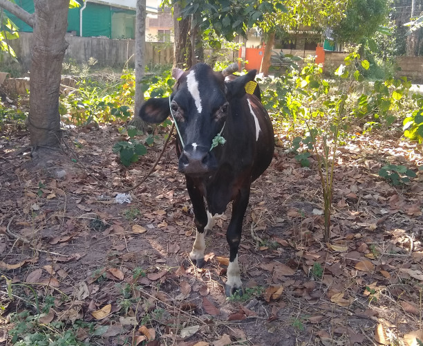 Hf sIndhu cow for sale( 9 months pregnant)